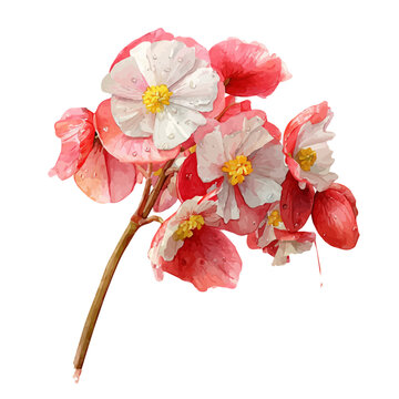 Rex Begonia, watercolor drawing vector, isolated on a white background.