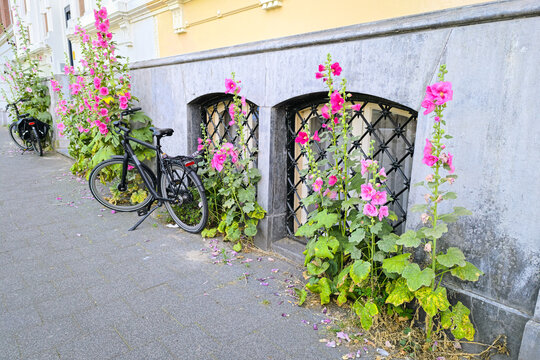 Parked bicycle beside pink Hollyhock flowers growing along stone building, creating a charming urban garden scene with vintage character.