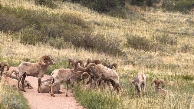 Bighorn Sheep Rams Clashing Heads During the Rut