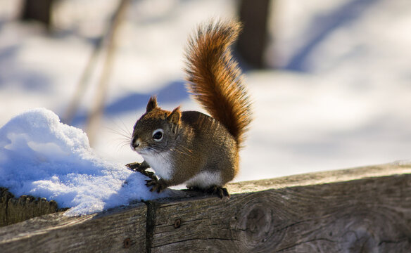 Curious red squirrel reaching toward snow on a rustic wooden fence in winter