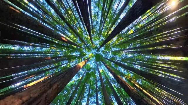 Low angle rotating shot of high tree crowns with brilliant sun rays and golden lens flares in a forest.