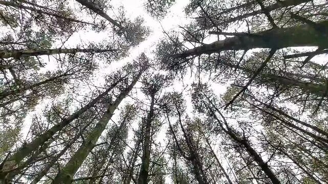 Low angle looking up at tall pine tree trunks and bare branches swaying gently against an overcast sky.