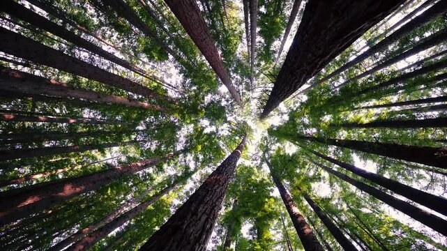 Low angle spinning view of majestic giant redwood tree trunks extending into a lush green forest canopy.