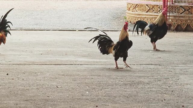 Flock of free-range chickens and roosters on the ground in Thailand.