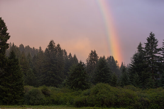 A rainbow arises from a darkened forest 