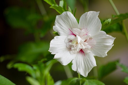 Hibiscus Syriacus weiss-rot gef&uuml;llt