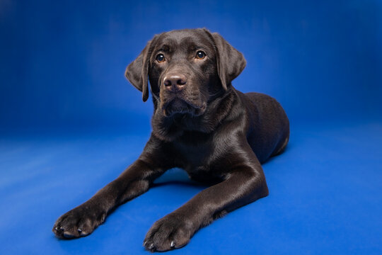Adorable Chocolate Labrador Retriever puppy lying down in a studio with a blue background. A beautiful portrait of a loyal, friendly, and calm companion