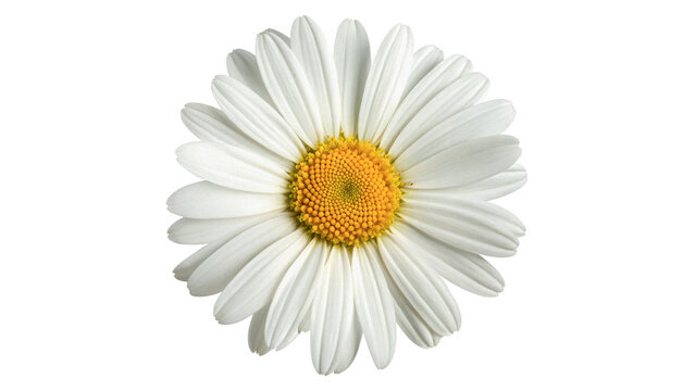 Beautiful fresh white daisy flower chamomile blossom element isolated on a transparent background