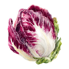 Obraz premium watercolor vector of Radicchio, isolated on a white background.