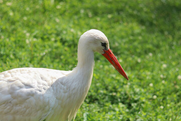Obraz premium White stork -Ciconia ciconia. Adult European White Stork Standing In Green Summer Grass. Wild Field Bird. Close-up portrait of a stork. migratory bird. High quality photo