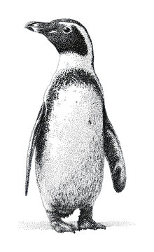 PNG Detailed black and white penguin illustration