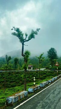Misty Tea Plantation Landscape Along Mountain Road in Valparai, Tamil Nadu, India