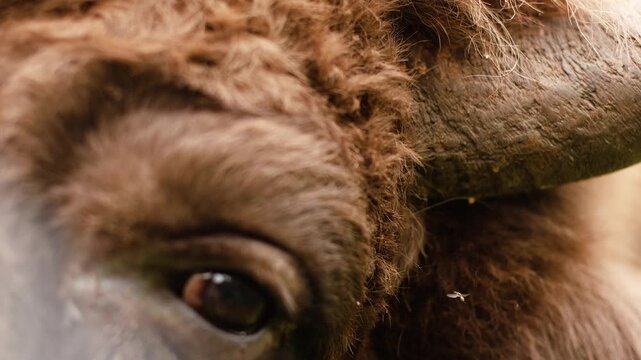 4K Slow motion video of a wild European bison wisent. Extreme macro close up shot of a large mammal eye, detailed brown curly fur, eyelashes, and a sharp horn. Premium wildlife texture background.