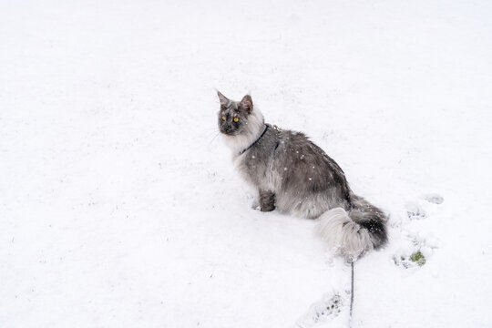 Silver Black smoke long haired Maine Coon kitten with harness and leash sitting on the white snow field.