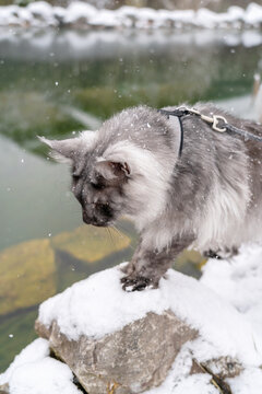 Silver Black smoke Maine Coon kitten with harness and leash walking by the snowy stones at the shore of winter lake.  Selective soft focus