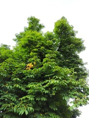 Fototapeta premium Beautiful nature photos