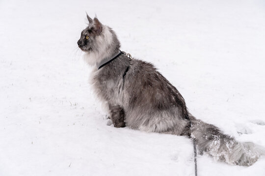 Silver Black smoke long haired Maine Coon kitten with harness and leash sitting on the white snow field.