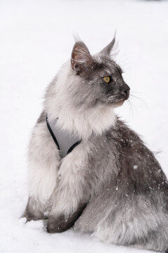 Portrait of the Silver Black smoke long haired Maine Coon kitten with almond-like yellow eyes and lynx tipped ears, with harness on, sitting on the white snow.