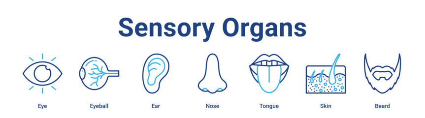 Fototapeta premium Sensory Organs web banner icon vector illustration concept for medical with icon of Eye, Eyeball, Ear, Nose, Tongue.