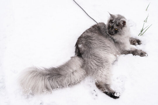 Portrait of the Silver Black smoke long haired Maine Coon kitten with almond-like yellow eyes, long fluffy tail and  lynx tipped ears, with harness and leash on, laying relaxed on the white snow.