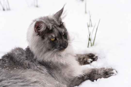 Portrait of the Silver Black smoke long haired Maine Coon kitten with almond-like yellow eyes and lynx tipped ears, laying relaxed on the white snow.