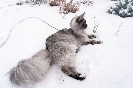 Portrait of the Silver Black smoke long haired Maine Coon kitten with almond-like yellow eyes, lynx tipped ears and long fluffy tail, with harness and leash on, laying relaxed on white snow in winter.