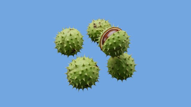 Fresh green horse chestnuts in spiky burrs, with one opening to reveal the shiny brown nut inside, floating against a clean blue background. Excellent for autumn nature themes, botany education, natur