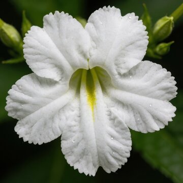 Macro closeup of white flowering shrub with ruffled petals and yellow