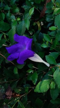 Purple Thunbergia Erecta Flower Fallen on Green Leaves