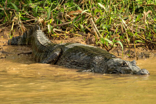 In Brazil's Pantanal, the alligator is actually the yacare caiman (Caiman yacare).	
