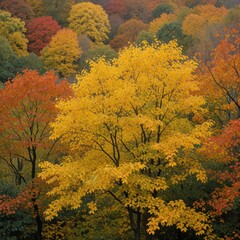 Obraz premium vibrant autumn forest with yellow and orange foliage, seasonal nature