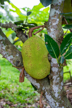 THAILAND NAKHON NAYOK JACKFRUIT
