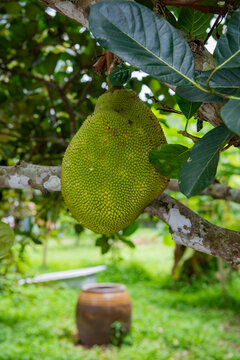 THAILAND NAKHON NAYOK JACKFRUIT