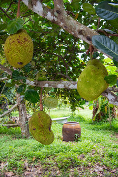 THAILAND NAKHON NAYOK JACKFRUIT