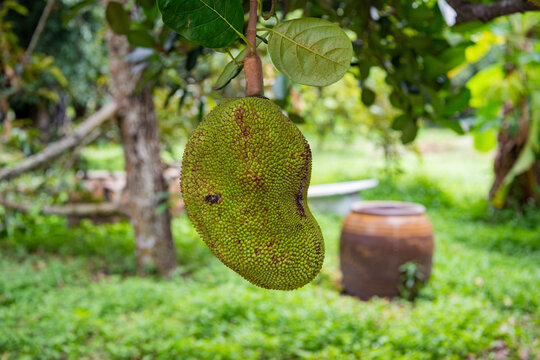 THAILAND NAKHON NAYOK JACKFRUIT