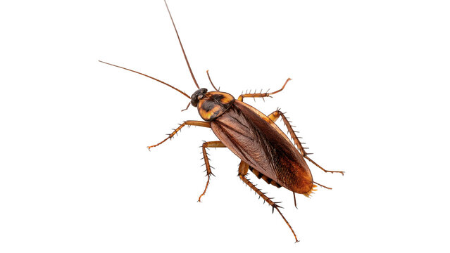 Small wild brown cockroach insect pest wildlife creature isolated on a transparent background