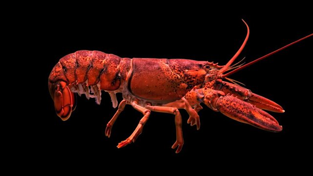 A detailed close-up shot of a red freshwater crayfish or lobster moving and crawling, isolated on a solid black background. Ideal for seafood restaurant promos, marine biology documentaries, culinary 