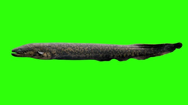 A realistic 3D model/animation of a long, dark eel or snake-like fish swimming horizontally across the frame, isolated on a solid green screen background. Designed for marine biology visuals, aquarium