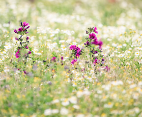 Obraz premium field of flowers