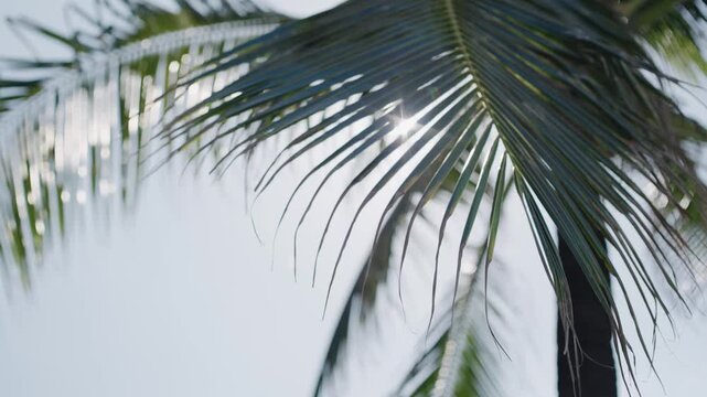 A close-up view of a green palm leaf swaying against a clear, bright blue sky, capturing the essence of a tropical vacation, summer vibes, and natural beauty.