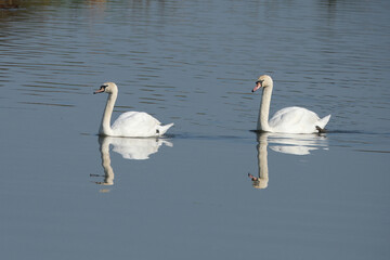 Fototapeta premium Two beautiful mute swans swimming together on a calm lake with reflections in the water
