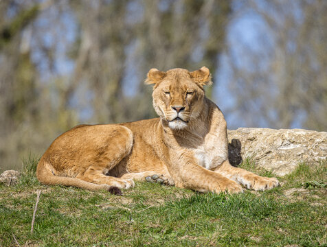 Female African Lion (Panthera leo)