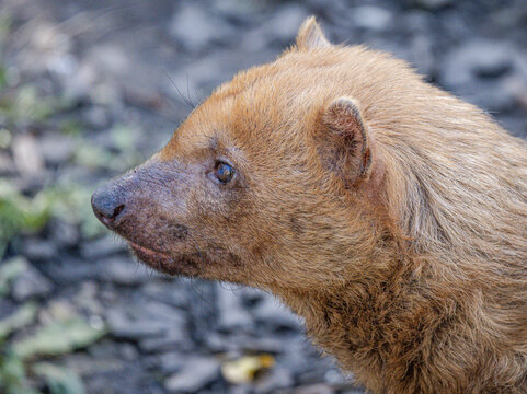 Bush dog (Speothos venaticus)