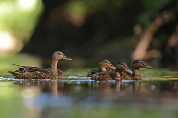 kaczka krzyżówka (Anas platyrhynchos), duck © Bartosz Rakoczy