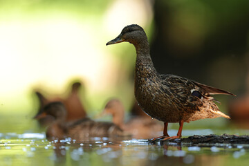 kaczka krzyżówka (Anas platyrhynchos), duck © Bartosz Rakoczy
