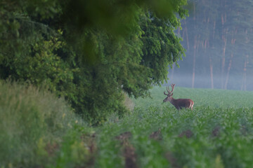 Jeleń szlachetny (Cervus elaphus), red deer © Bartosz Rakoczy