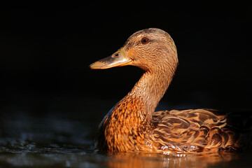 kaczka krzyżówka (Anas platyrhynchos), duck © Bartosz Rakoczy