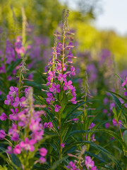 Obraz premium Chamaenerium angustifolium, or Fireweed narrow-leaved ( Epilobium angustifolium) is a perennial herbaceous flowering plant of the fireweed family. Natural background or wallpaper