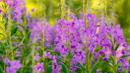Obraz premium Chamaenerium angustifolium, or Fireweed narrow-leaved ( Epilobium angustifolium) is a perennial herbaceous flowering plant of the fireweed family. Natural background or wallpaper