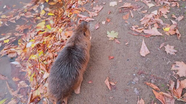 An adult coypu strolls calmly along shoreline covered in fall foliage, encountering juvenile along way. Slow motion of nutria walking on riverbank among fallen autumn leaves, close-up.
